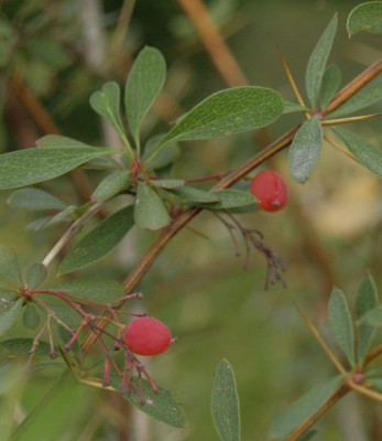 2006-10-20_berberis_autumn_beauty.jpg