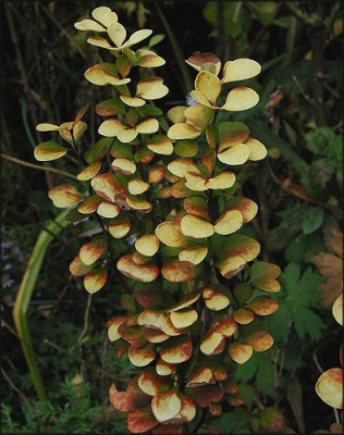 Berberis_th._Maria.jpg