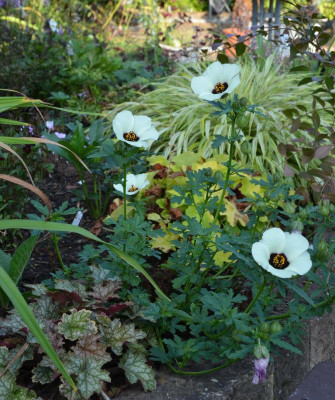 Hibiscus_trionum.16-2.jpg
