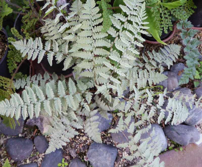 Cheilanthes eatonii  ...  30.9.16 024.jpg