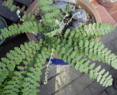Astolepsis sinuata ...   30.9.16 022.jpg