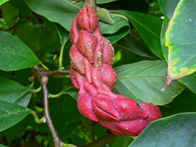 Frucht_Magnolie_Small.jpg