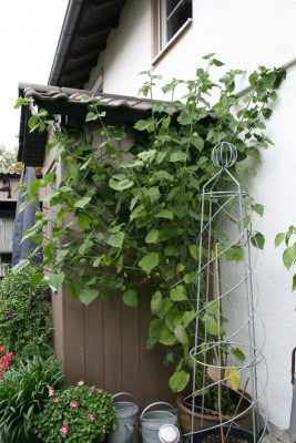 Andenbeere0116.JPG