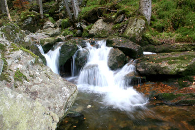 Rieslochfalle-7.jpg