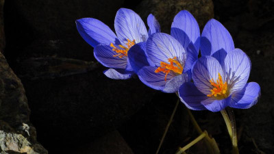 GidW - Cspeciosus.jpg