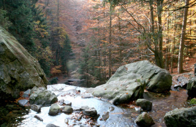 Rieslochfalle-11.jpg