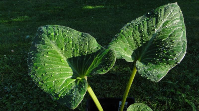 GidW - Arum pictum 1.jpg