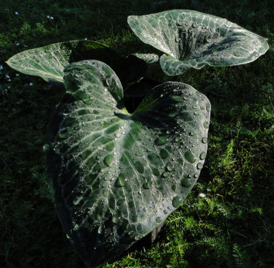 GidW - Arum pictum.jpg