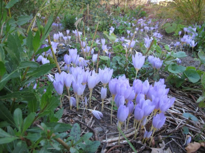 Krokusse 4.10.16 ue.JPG