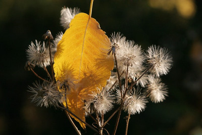 Oktober-Herbstleuchten-Artemisia.jpg