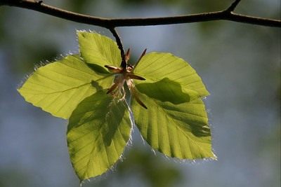 Mai-Buchengruen-Artemisia.jpg