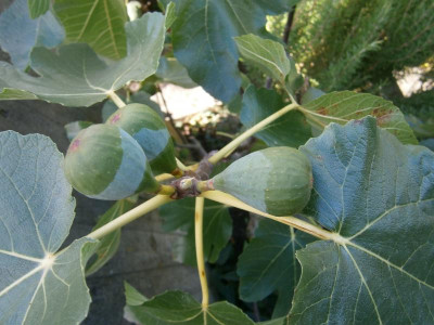 Feige Okt 16 001.JPG
