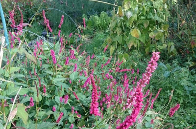 _20161005_203100.JPG