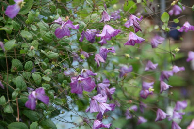 Cl.vit.botanische Art0516.JPG