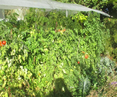 Tomaten-051016.jpg