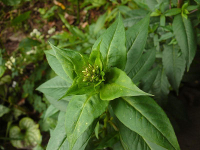 Sä.aus Superphlox_P1140692.JPG