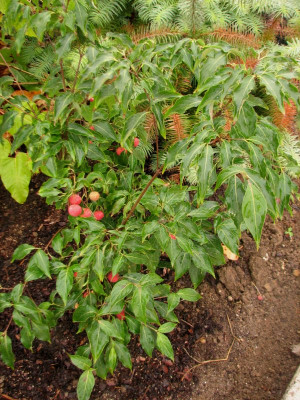 CornusCopacabana2.jpg