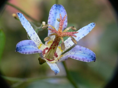 P1020726_Large.JPG
