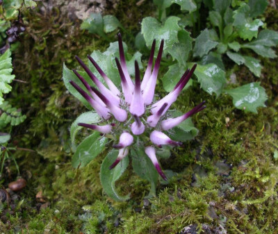 Physoplexis comosa 06.10.16.JPG