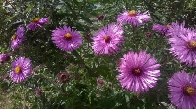 Aster_pink_hoch.JPG