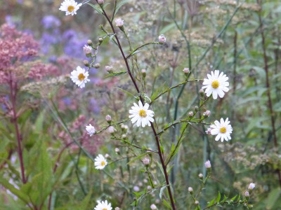 2016-10-06 Aster 'Herbstmorgen'.jpg