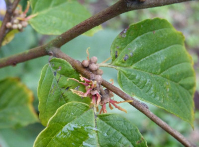 2016-10-06 Hamamelis virginiana 'Mohonk Red'.jpg