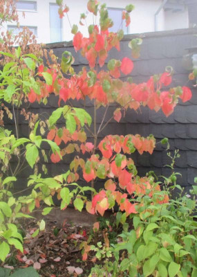 Cornus-nutallii-021016.jpg