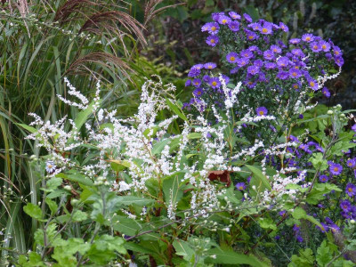 2016-10-06 Persicaria wallichii.jpg