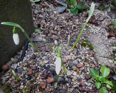 Galanthus reginae-olgae ssp. r.-o. ...  7.10.16 009.jpg