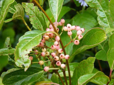 2016-10-07 Viburnum lentago 'Pink Beauty'.jpg