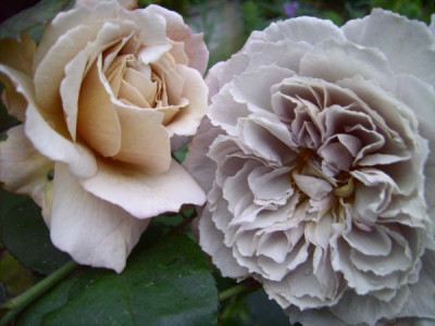 GreyDawn2006-2.jpg