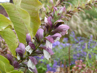2016-10-07 Acanthus hungaricus.jpg