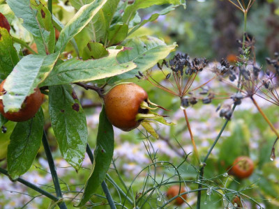 2016-10-07 Gartenimpressionen 1.jpg