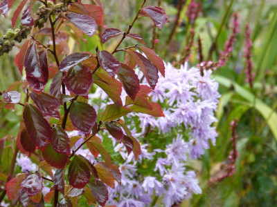 2016-10-07 Parrotia subaequalis.jpg