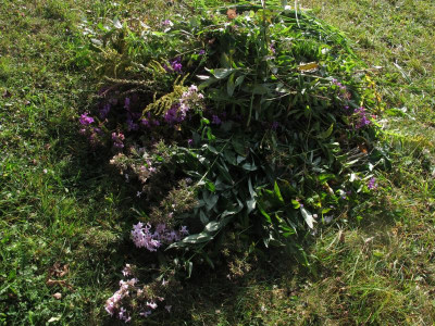 letztephloexe.img.JPG