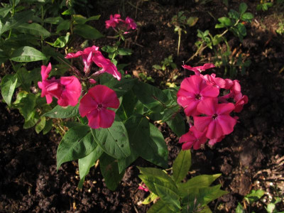 red ridinghoodokt.img.JPG