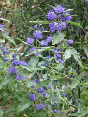 Caryopteris_clandonensis-Sämlingt-14-1.jpg