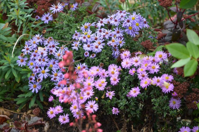 Aster_dumosus-Rosenwichtel+LadyInBlue.16-1.jpg