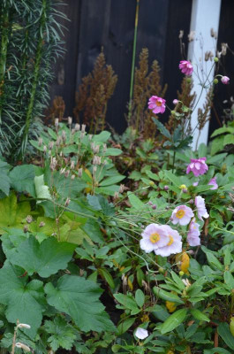 Anemone-unbekannt.16-1.jpg