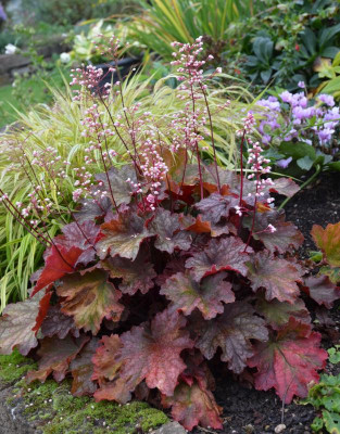 Heuchera-Rio.16-1.jpg