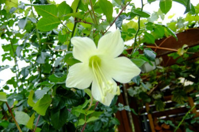 DSCF3768.JPG