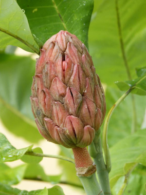 2016-10-07 Magnolia macrophylla 'Ashei'.jpg