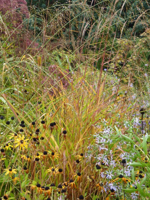 2016-10-07 Miscanthus purpurascens.jpg