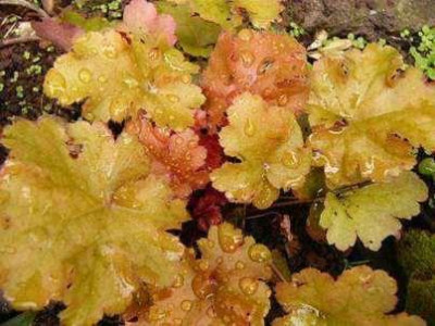heuchera_amber_waves.jpg