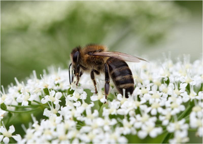 Bienchen auf Gierschblüten.jpg