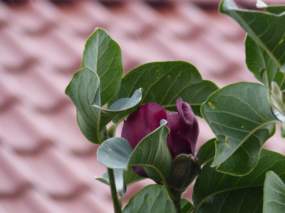 2016-10-08 Magnolia 'Genie'.jpg