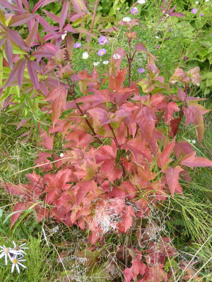 2016-10-08 Viburnum sargentii 'Onondaga'.jpg