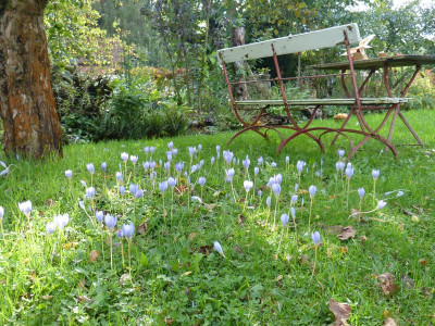 2016-10-08 Crocus speciosus 1.jpg