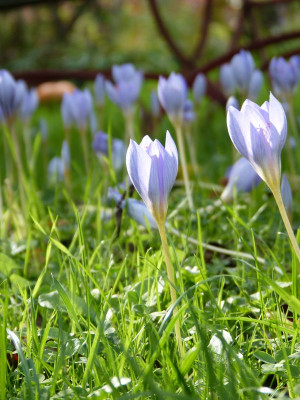2016-10-08 Crocus speciosus 2.jpg
