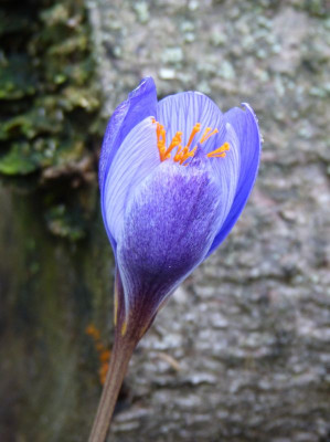 2016-10-08 Crocus speciosus 3.jpg